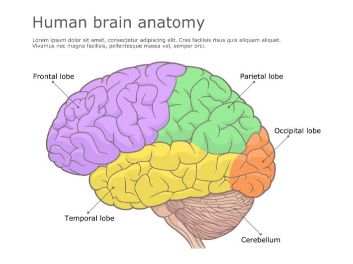 اللوزة الدماغية (Amygdala) وظيفتها وأعراضها